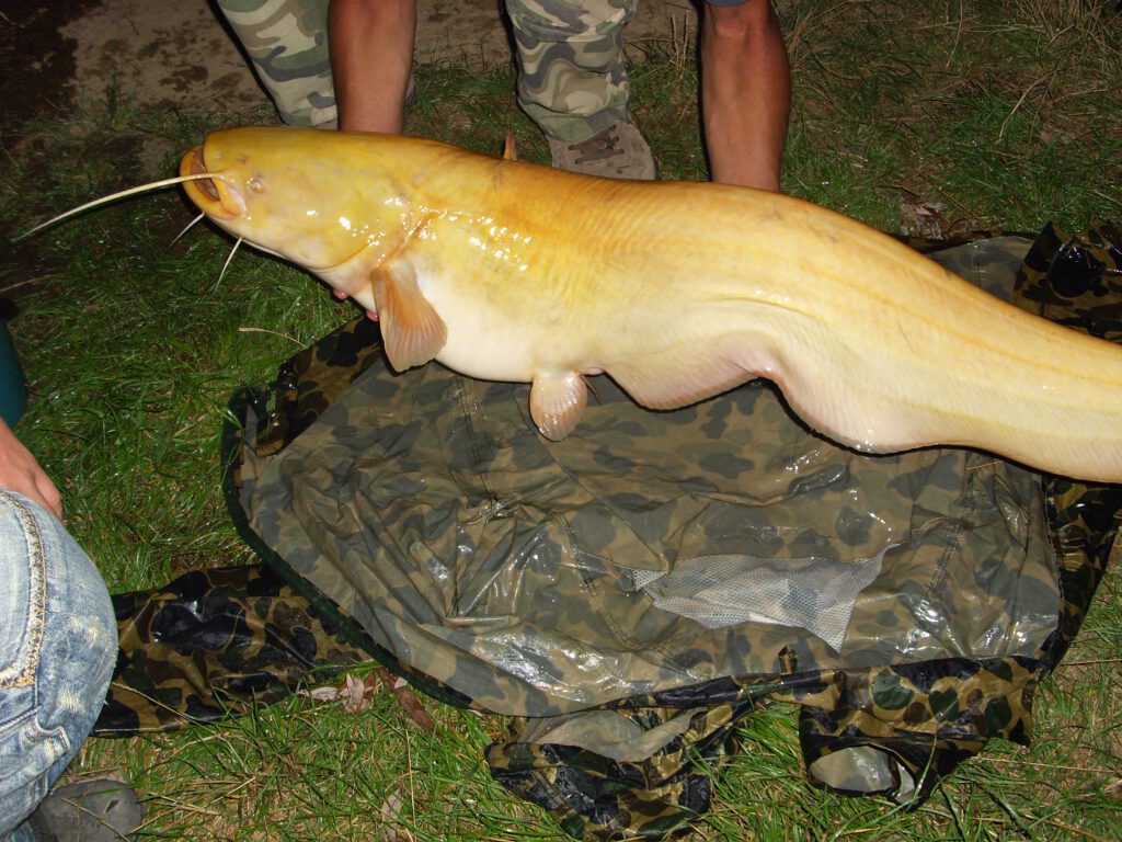 La pesca del Siluro en España