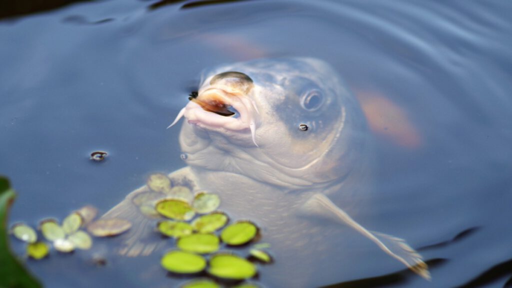 La Carpa y su pesca