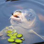 carp_koi_fish_water_pond_water_surface_koi_carp_toy-1094320