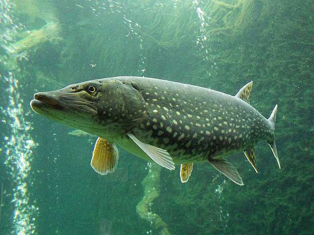 La Pesca del Lucio en España